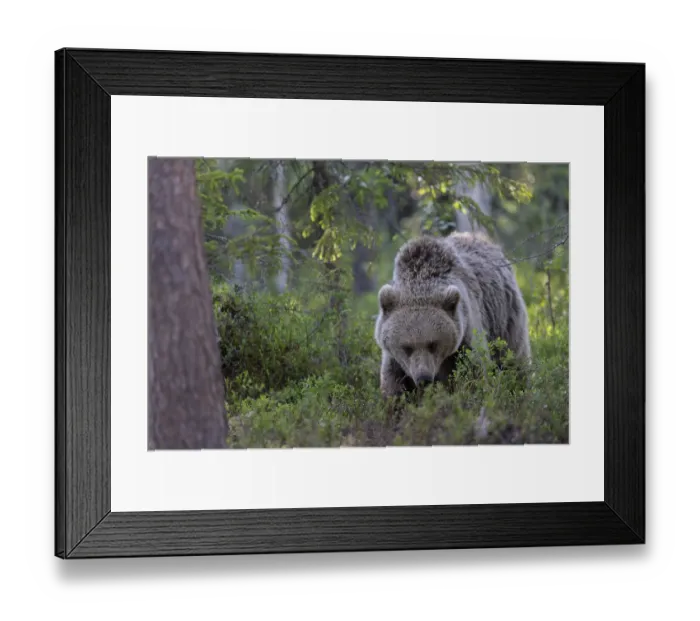 Framed Print : European brown bear, Karelia, Finland, Europe Framed Print : European brown bear, Karelia, Finland, Europe