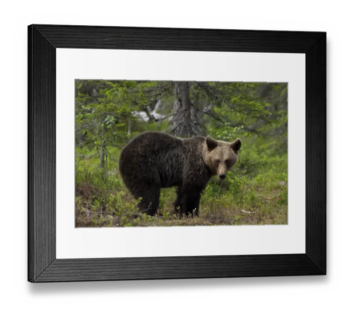 Framed Print : European brown bear, Karelia, Finland, Europe