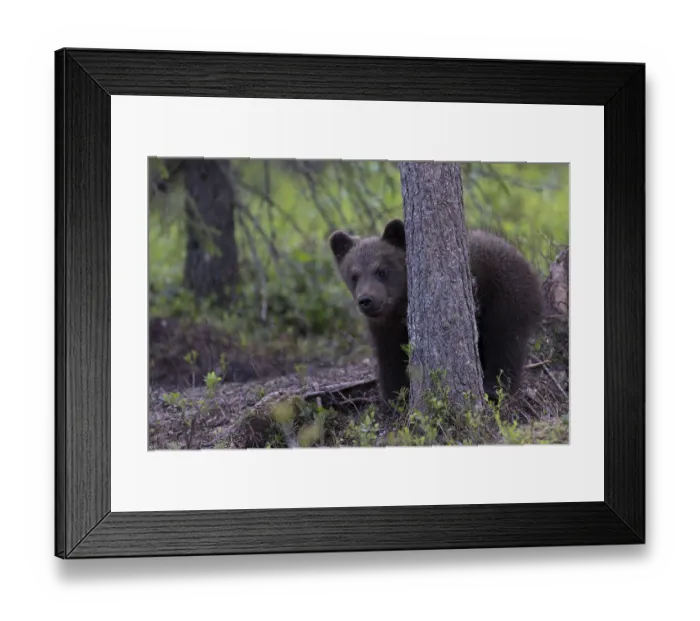 Framed Print : European brown bear, Karelia, Finland, Europe Framed Print : European brown bear, Karelia, Finland, Europe
