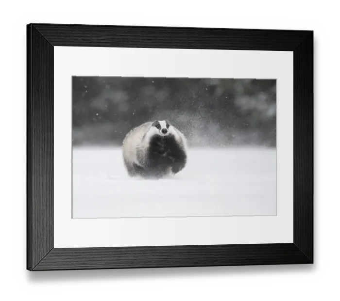 Framed Print : Badger in the snow, Wittlich, Rhineland-Palatinate