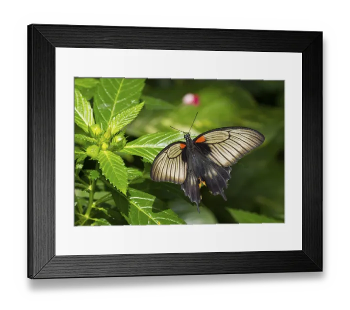 Framed Print : Swallowtail (Atrophaneura sp.)