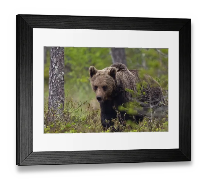 Framed Print : Brown bear (Ursus arctos), Kainuu