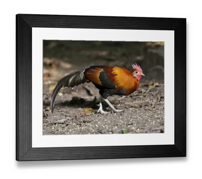 Framed Print : Red junglefowl (Gallus gallus)