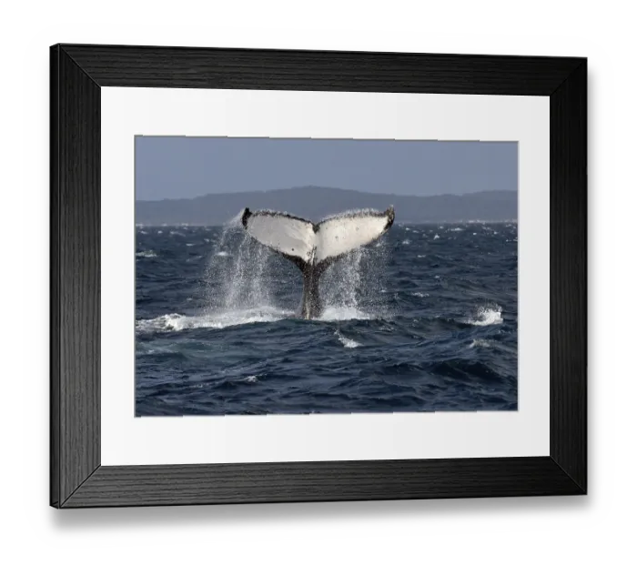 Framed Print : Species-specific tail slap, slap of the tail fin Framed Print : Species-specific tail slap, slap of the tail fin