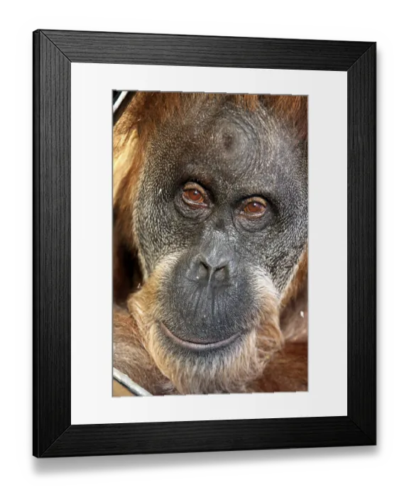 Framed Print : Orangutan (Pongo), Asien Erlebniswelt area Framed Print : Orangutan (Pongo), Asien Erlebniswelt area
