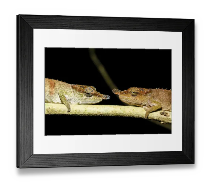 Framed Print : Chameleons (Calumma linotum), couple