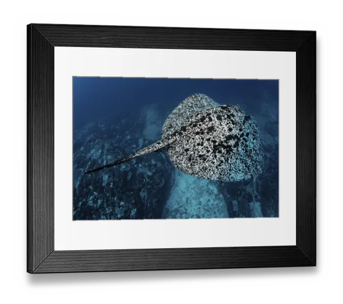 Framed Print : Blackspotted Sting ray (Taeniura meyeni)