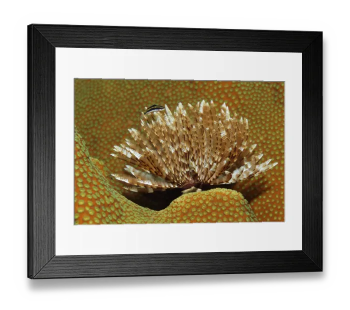 Framed Print : Magnificent Feather Duster (Sabellastarte magnifica) on stony coral
