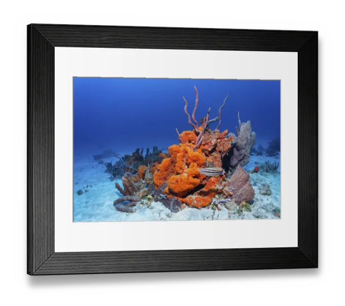 Framed Print : Reef formation, various colourful sponges Framed Print : Reef formation, various colourful sponges