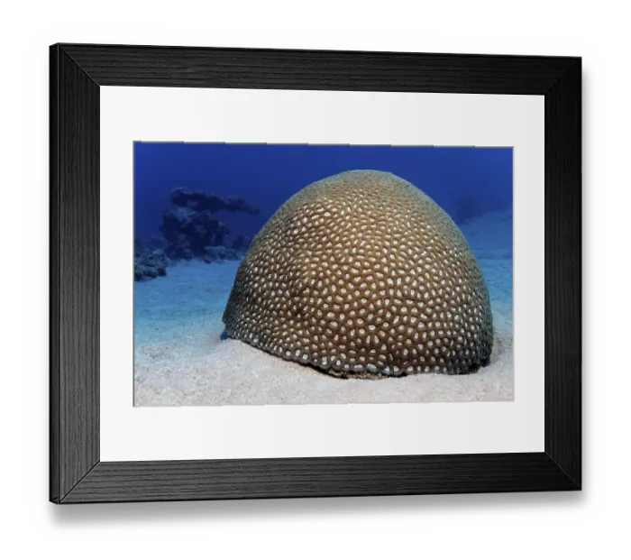 Framed Print : Large Favia coral (Favia sp.) with closed polyps on seaweed