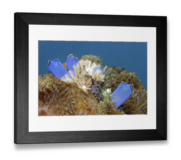 Framed Print : Blue Club Tunicate (Rhopalaea crassa) Framed Print : Blue Club Tunicate (Rhopalaea crassa)