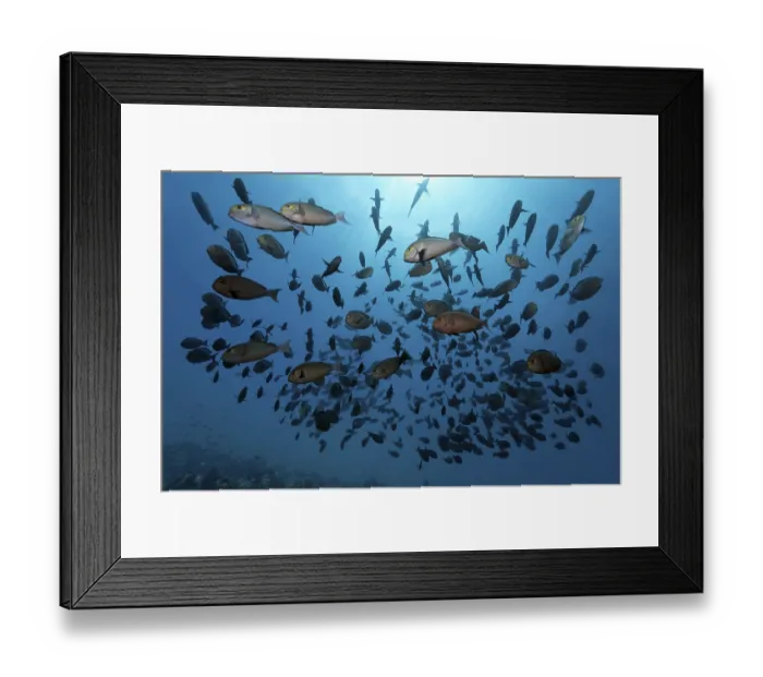 Framed Print : Shoal of Elongate Surgeonfish (Acanthurus mata) Framed Print : Shoal of Elongate Surgeonfish (Acanthurus mata)