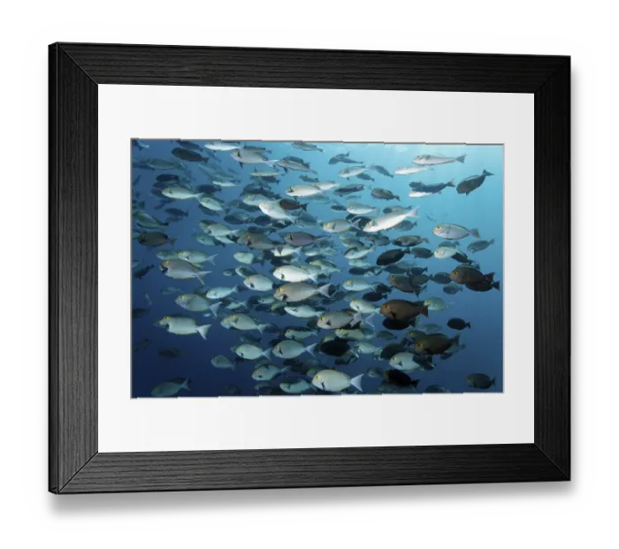Framed Print : School of Elongate Surgeonfish (Acanthurus mata)