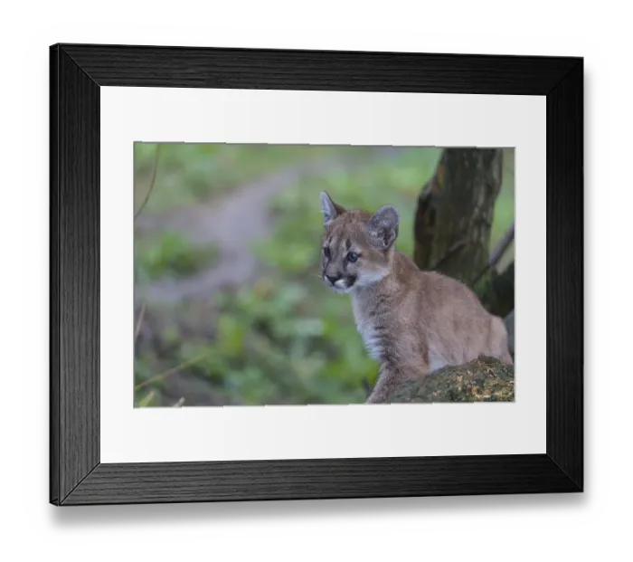 Framed Print : One cougar kitten, Puma concolor Framed Print : One cougar kitten, Puma concolor