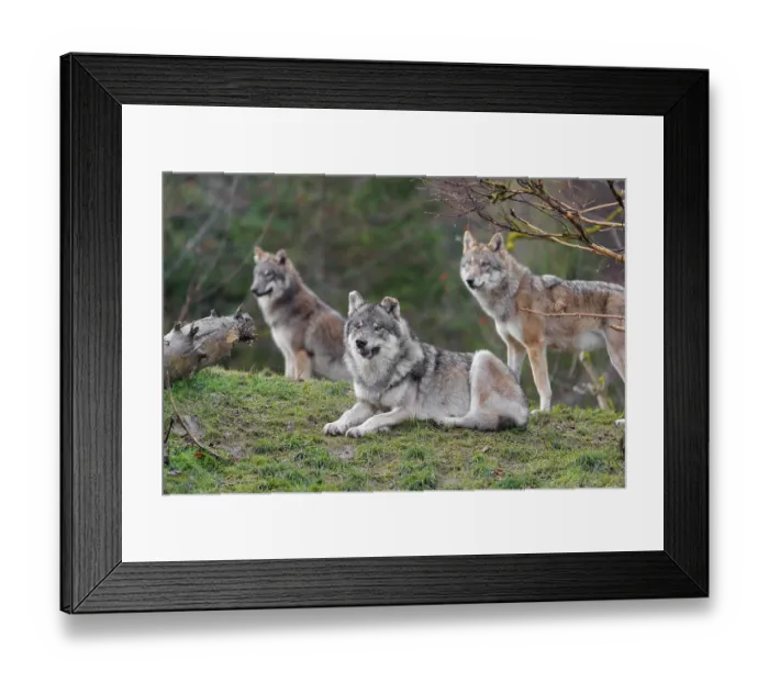 Framed Print : Three grey wolves (Canis lupus lupus) Framed Print : Three grey wolves (Canis lupus lupus)