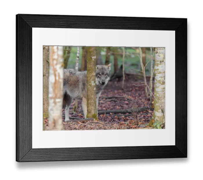 Framed Print : A young grey wolf (Canis lupus lupus) stands in the forest on an overcast day