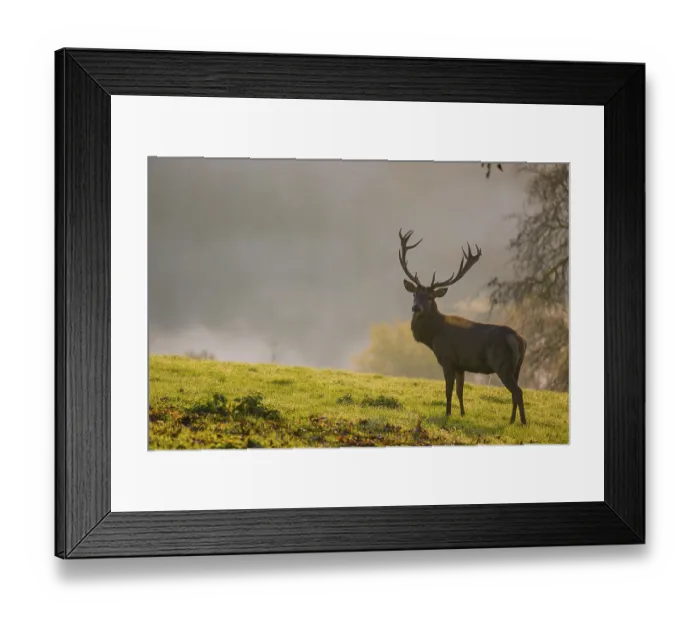 Framed Print : A red deer stag (Cervus elaphus) stands backlit on a meadow