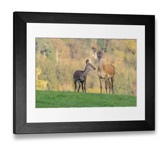 Framed Print : An adult red deer hind (Cervus elaphus) and a calf are standing in a meadow in the beautiful morning light