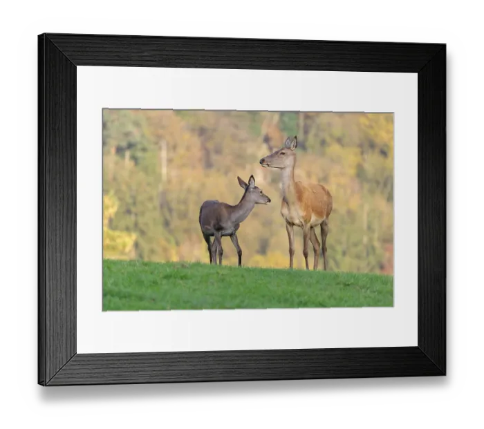 Framed Print : An adult red deer hind (Cervus elaphus) and a calf are standing in a meadow in the beautiful morning light