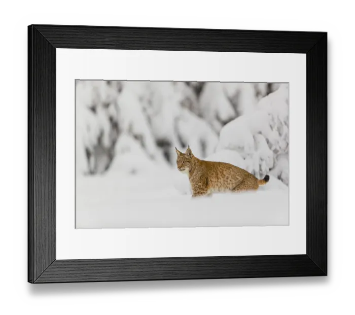 Framed Print : One young male Eurasian lynx, (Lynx lynx)