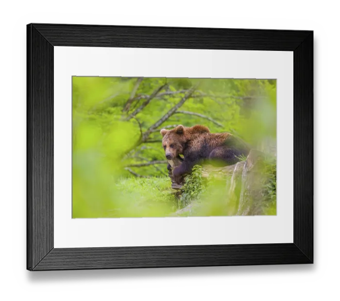 Framed Print : A young male (Ursus arctos arctos) rests on a hilltop on a rotting tree Framed Print : A young male (Ursus arctos arctos) rests on a hilltop on a rotting tree