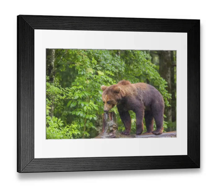 Framed Print : A young male Eurasian brown bear (Ursus arctos arctos) walks on a rotting log lying on the ground Framed Print : A young male Eurasian brown bear (Ursus arctos arctos) walks on a rotting log lying on the ground
