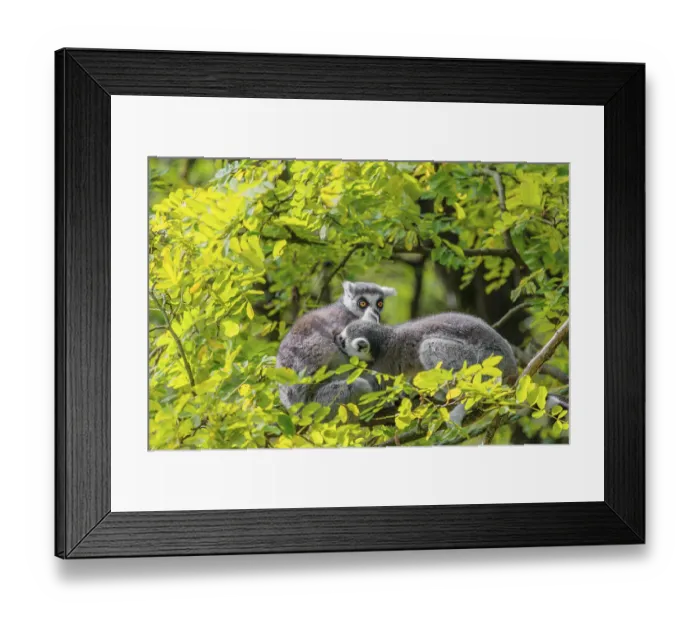 Framed Print : Two ring-tailed lemurs (Lemur catta) Framed Print : Two ring-tailed lemurs (Lemur catta)