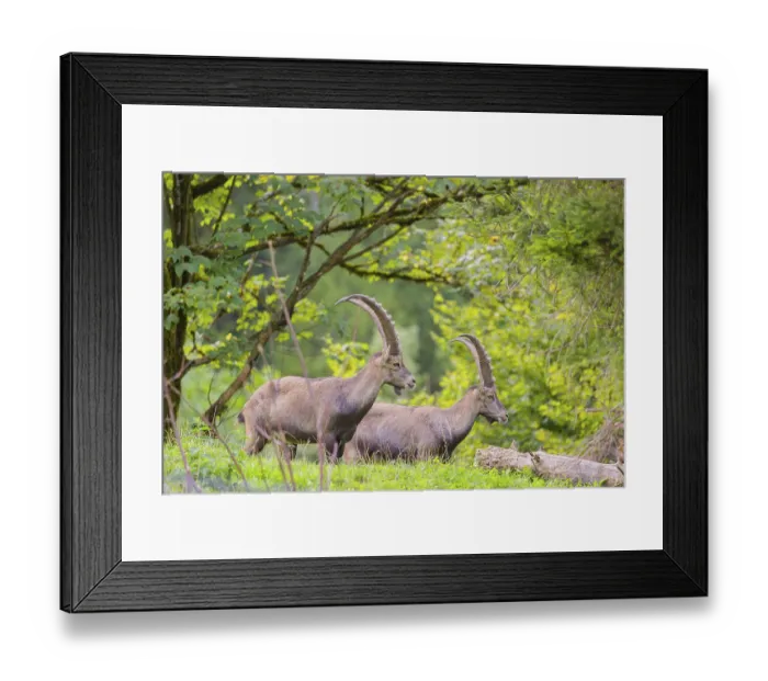 Framed Print : Two male ibex (Capra ibex) stand on a hill at the edge of the forest in soft lighting