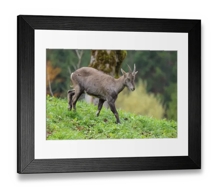 Framed Print : A female ibex (Capra ibex) walks down a hill on a green meadow on a cloudy day