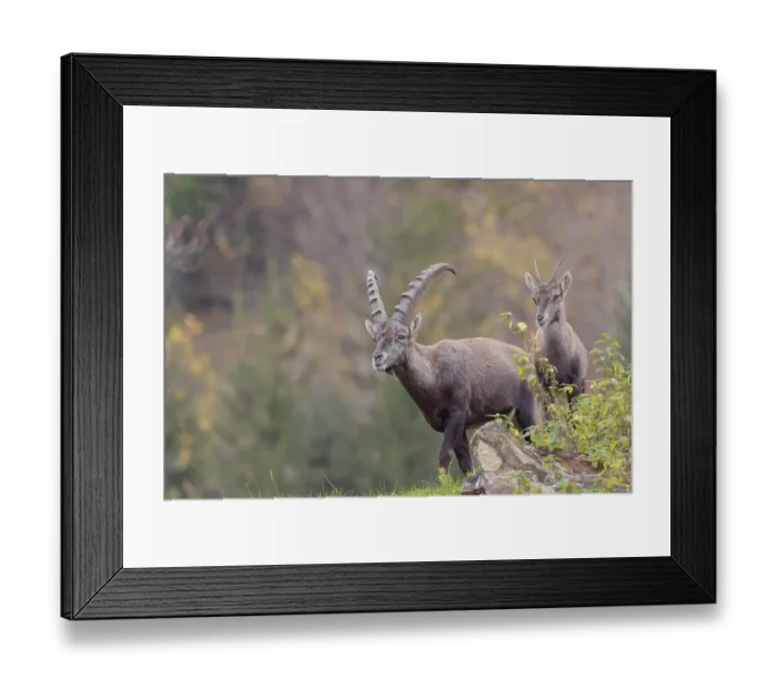 Framed Print : A male and a young ibex (Capra ibex) standing on a cloudy day on a green meadow on top of a hill