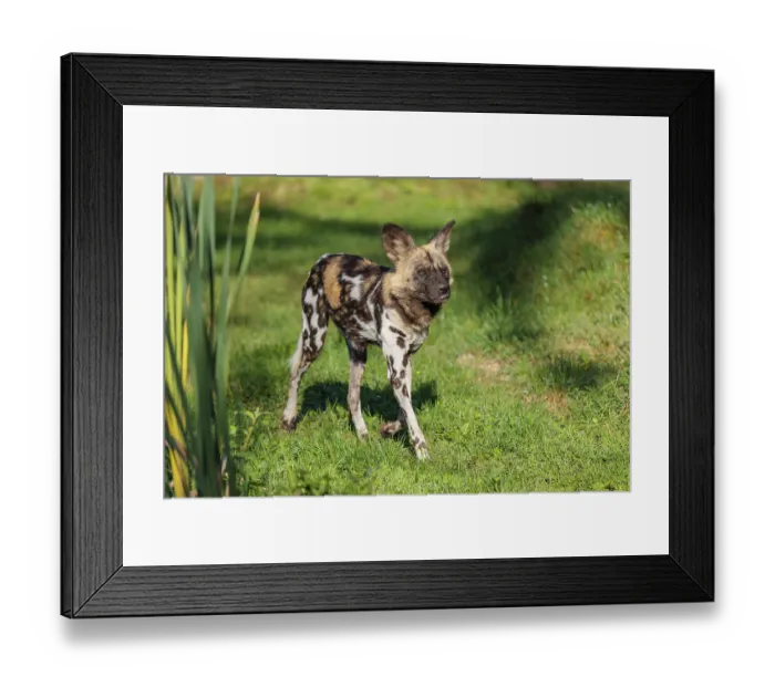 Framed Print : An African Wild Dog, Lycaon pictus Framed Print : An African Wild Dog, Lycaon pictus
