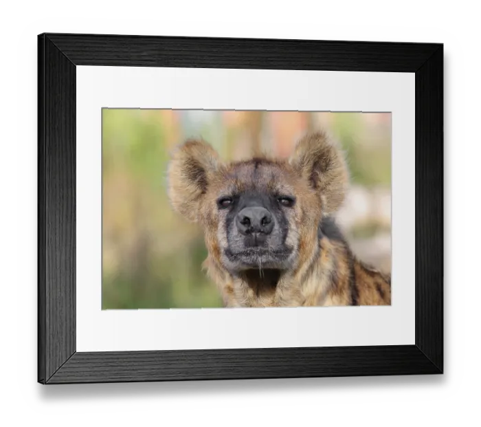 Framed Print : Portrait of a Spotted Hyena (Crocuta crocuta) Framed Print : Portrait of a Spotted Hyena (Crocuta crocuta)