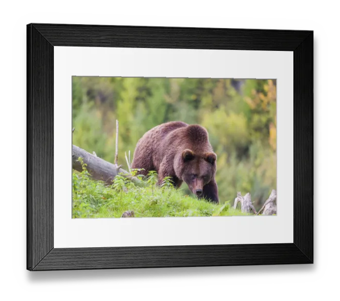 Framed Print : A young male brown bear (Ursus arctos arctos) crosses a rim on hilly terrain