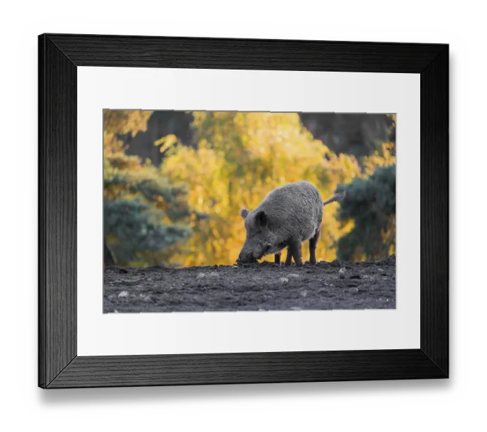 Framed Print : A wild boar or wild pig (Sus scrofa)