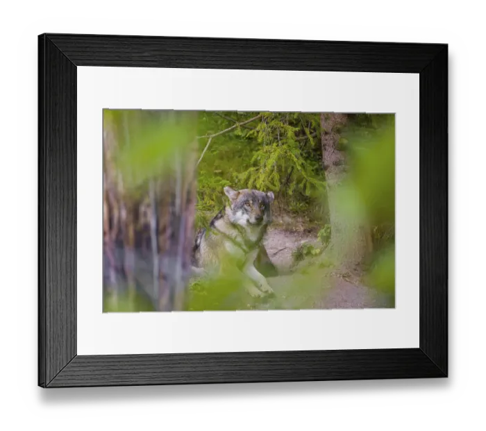 Framed Print : A eurasian gray wolf (Canis lupus lupus) rests under a spruce tree