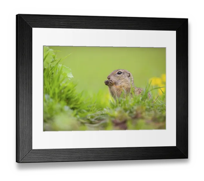 Framed Print : An adult European ground squirrel (Spermophilus citellus)