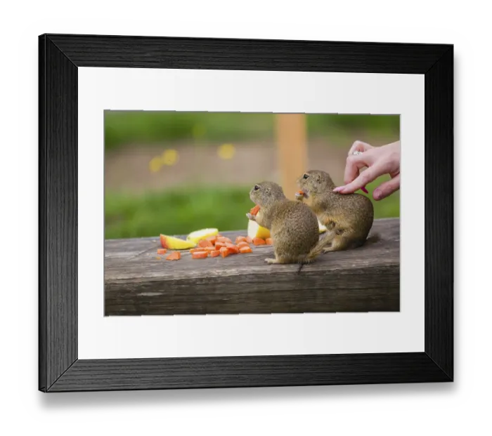 Framed Print : Two adult European ground squirrel (Spermophilus citellus) or European souslik are fed and petted on a bench Framed Print : Two adult European ground squirrel (Spermophilus citellus) or European souslik are fed and petted on a bench