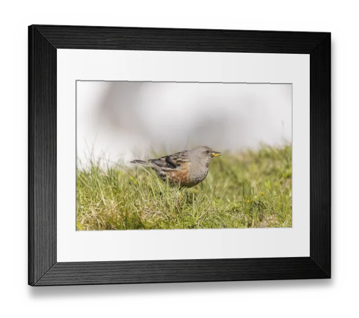 Framed Print : One adult alpine accentor (Prunella collaris collaris) walking on grass