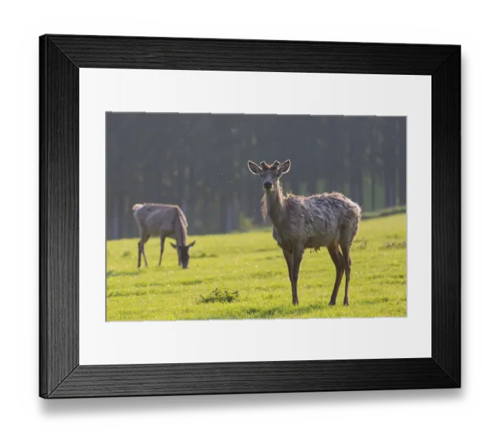 Framed Print : Altai maral, Altai wapiti or Altai elk