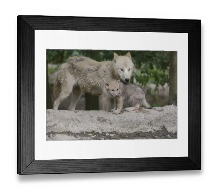 Framed Print : One four weeks old Arctic wolf cub and one adult wolf (Canis lupus arctos) Framed Print : One four weeks old Arctic wolf cub and one adult wolf (Canis lupus arctos)
