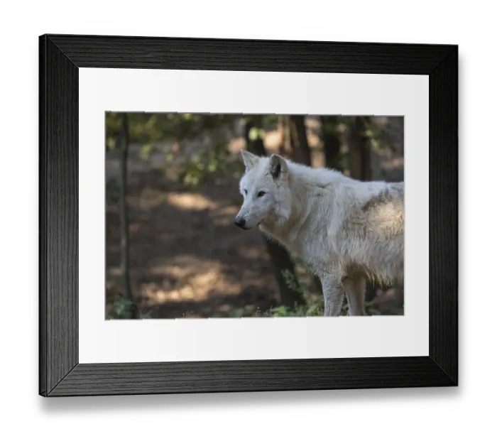 Framed Print : One Arctic wolf (Canis lupus arctos) standing in a small forest opening with some green vegetation on hilly ground Framed Print : One Arctic wolf (Canis lupus arctos) standing in a small forest opening with some green vegetation on hilly ground