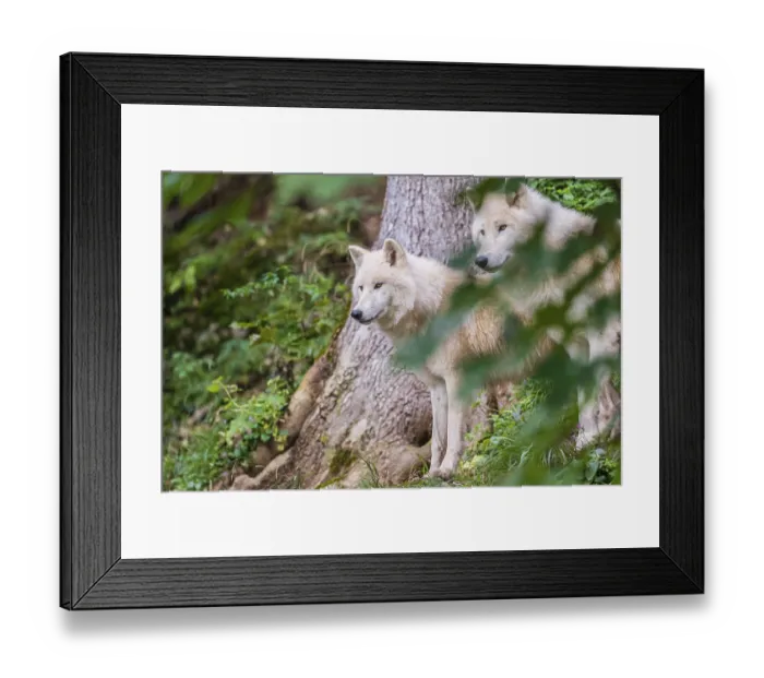 Framed Print : Two adult Arctic wolves (Canis lupus arctos) standing in a forest