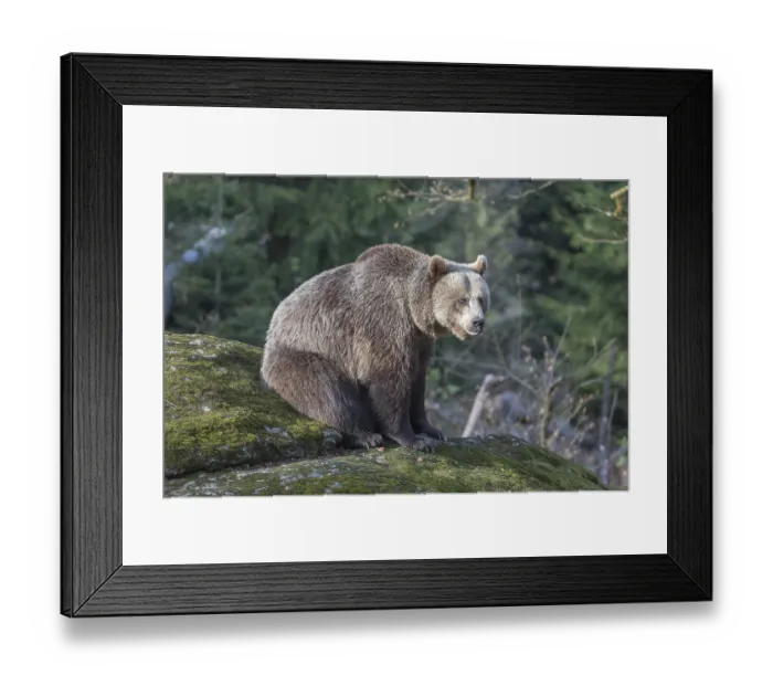 Framed Print : One female Eurasian brown bear (Ursus arctos arctos) resting on a mossy rock