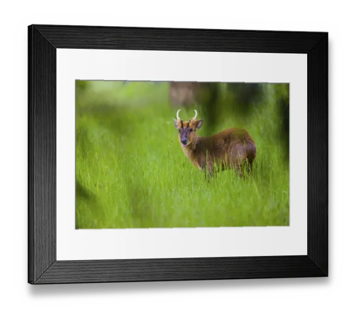 Framed Print : One male Reeves's muntjac (Muntiacus reevesi) stands on a green meadowOne male Reeves's muntjac (Muntiacus reevesi) Framed Print : One male Reeves's muntjac (Muntiacus reevesi) stands on a green meadowOne male Reeves's muntjac (Muntiacus reevesi)