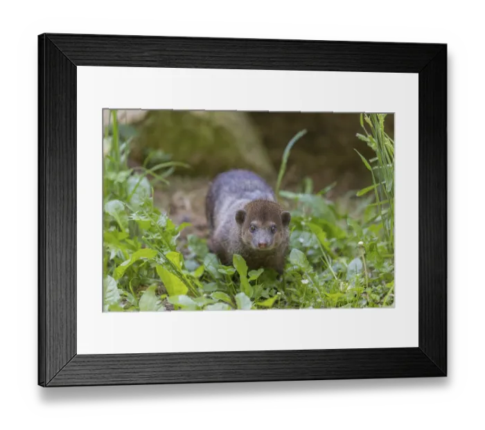 Framed Print : One Common cusimanse, Crossarchus obscurus