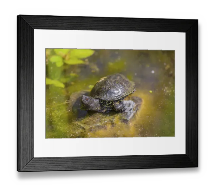 Framed Print : A European pond turtle (Emys orbicularis)