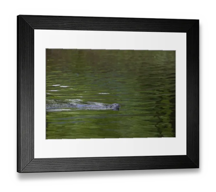 Framed Print : One Eurasian otter (Lutra lutra)