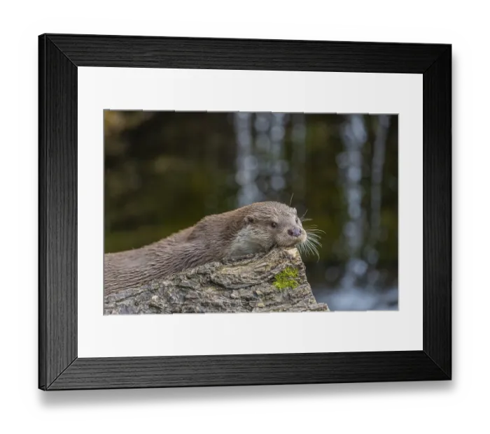 Framed Print : One Eurasian otter (Lutra lutra) resting on a log in front of a little cascade Framed Print : One Eurasian otter (Lutra lutra) resting on a log in front of a little cascade