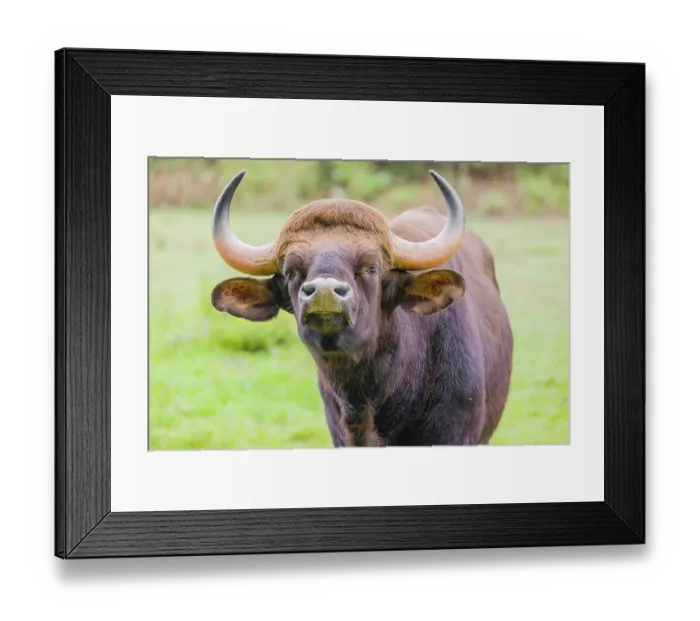 Framed Print : Portrait of a male Gaur (Bos gaurus gaurus) on a pasture