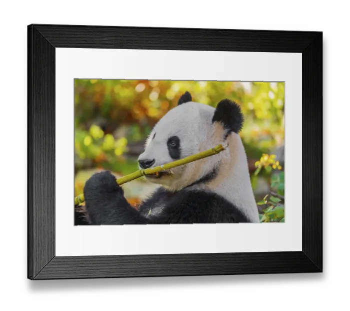 Framed Print : A Giant Panda, ailuropoda melanoleuca